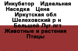 Инкубатор - Идеальная Наседка › Цена ­ 3 000 - Иркутская обл., Шелеховский р-н, Большой Луг пгт Животные и растения » Птицы   